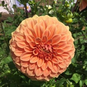 Meet your Posher, Renee